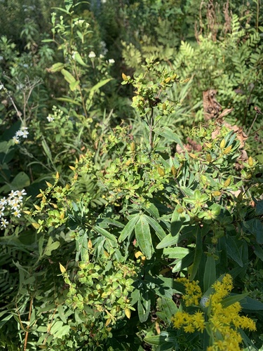 Swink's St. John's wort (Hypericum swinkianum)