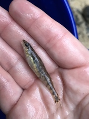 Percina nigrofasciata