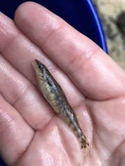 Percina nigrofasciata