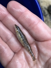 Percina nigrofasciata