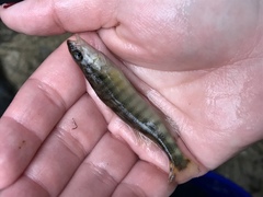 Percina nigrofasciata