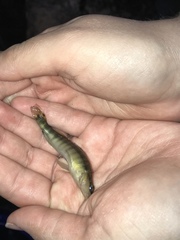 Percina nigrofasciata