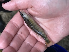 Percina nigrofasciata