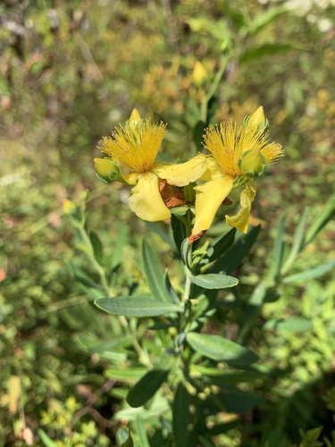 Swink's St. John's wort (Hypericum swinkianum)