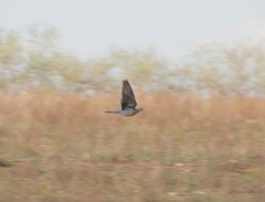 Streptopelia orientalis orientalis