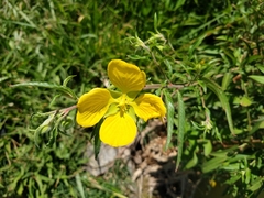 Ludwigia bonariensis