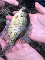 Centrarchus macropterus