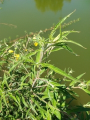 Ludwigia bonariensis