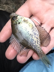 Centrarchus macropterus