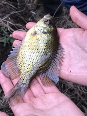 Centrarchus macropterus