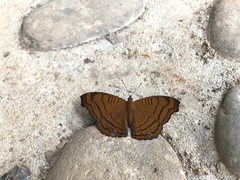 Pseudergolis wedah