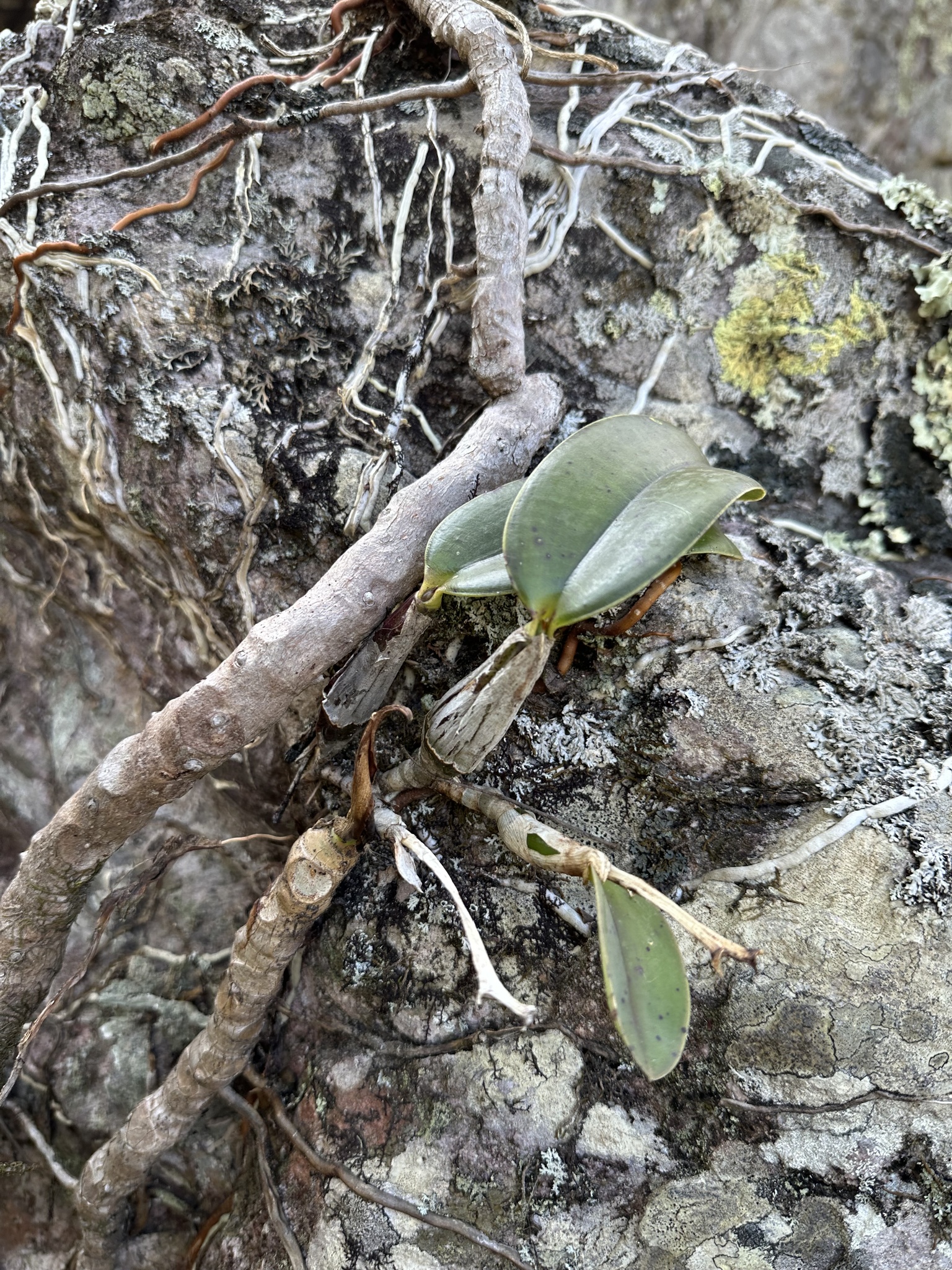 Imagem de Orquídea