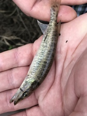 Esox americanus