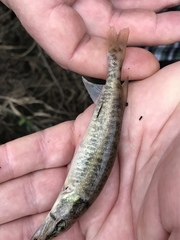 Esox americanus