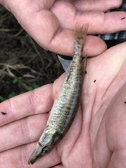 Esox americanus