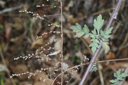 Artemisia myriantha iNat (1)