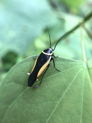 Hemithyrsocera vittata
