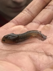 Ambystoma opacum