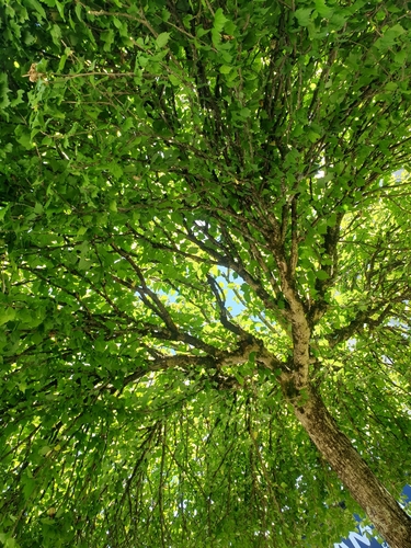 Cercidiphyllum magnificum iNat (2)