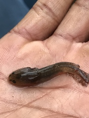 Ambystoma opacum