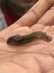 Ambystoma opacum
