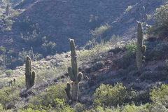Trichocereeae