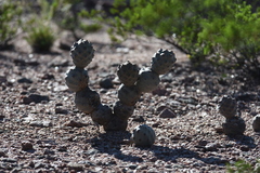 Tephrocactus articulatus