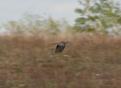 Streptopelia orientalis orientalis