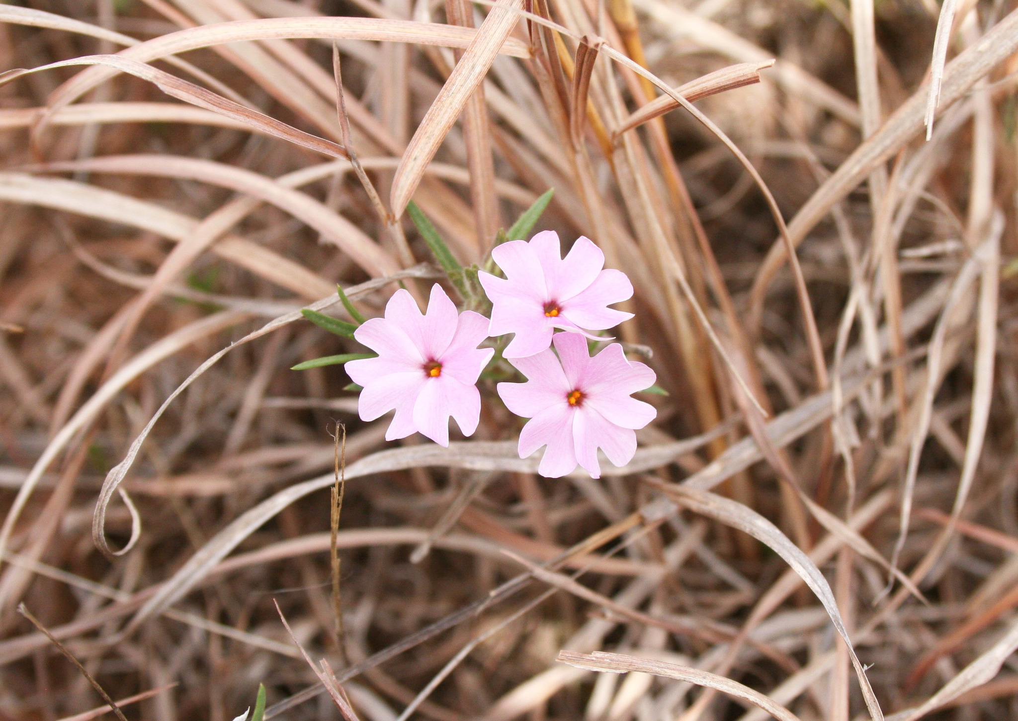Phlox oklahomensis
