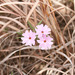 Oklahoma Phlox - Photo (c) amy_buthod, some rights reserved (CC BY-NC-SA)