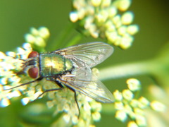 Calliphoridae