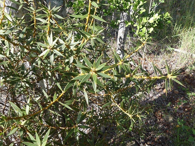 Bonellia stenophylla