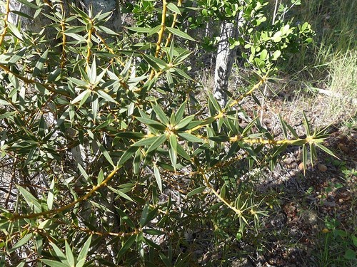 Bonellia stenophylla