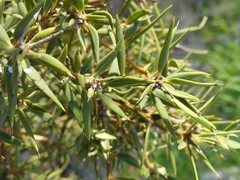 Bonellia stenophylla