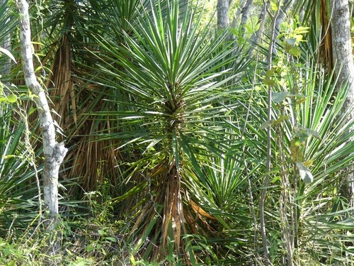 Yucca aloifolia