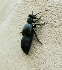 Meloe tuccius
