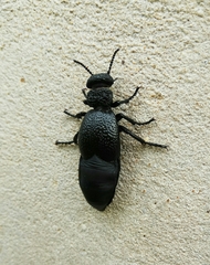 Meloe tuccius