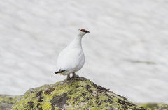 Lagopus muta nadezdae