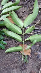 Deinbollia pervillei