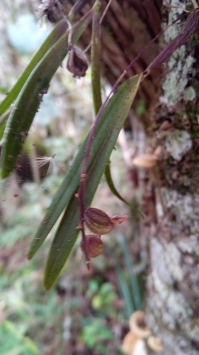 Bulbophyllum aubrevillei Bosser 3