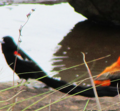 Euplectes progne progne