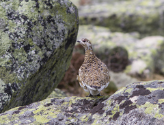Lagopus muta nadezdae