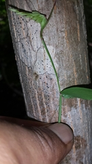 Thuarea perrieri