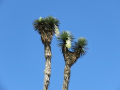 Yucca potosina