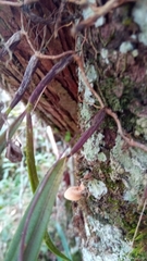 Image of Bulbophyllum aubrevillei