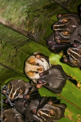 Common tent-making Bat