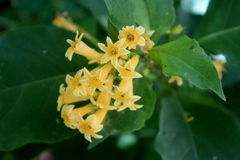 Cestrum aurantiacum