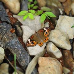 Junonia coenia coenia