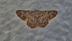 Gnophini