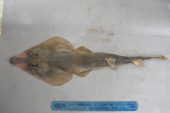 Pseudobatos lentiginosus